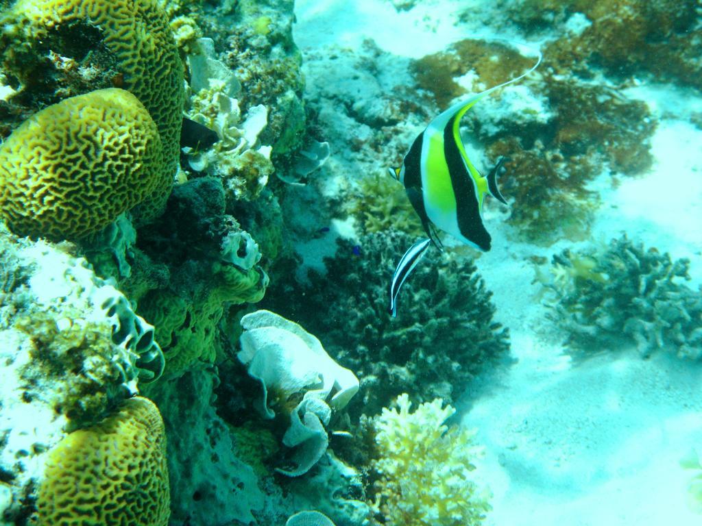 Salt Lake Lodge Savusavu Phòng bức ảnh